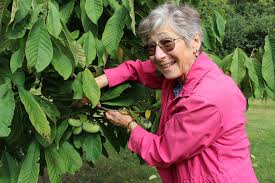 Paw paw (pawpaw) trees produce the largest fruit native to the u.s.; Tasting And Seeing Through A Pawpaw Whole Faith Living Earthtasting And Seeing Through A Pawpaw Whole Faith Living Earth