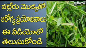 À°¨à°² À°² À°° À°® À° À°à°¤ À°à°° À° À°¯ À°ª À°°à°¯ À°à°¨ À°² Health Benefits With Cissus Quadrangularis Jaikisan News Youtube We have trained our algorithms using hundreds of thousands of images. à°¨à°² à°² à°° à°® à° à°à°¤ à°à°° à° à°¯ à°ª à°°à°¯ à°à°¨ à°² health benefits with cissus quadrangularis jaikisan news