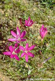 Image result for Lapeirousia