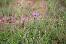 Image result for Verbena aristigera