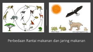 Yang akan terjadi jika tanaman sawi membusuk mengakibatkan jumlah populasi dari tikus dan belalang akan menurun. 8 Perbedaan Rantai Makanan Dan Jaring Makanan Konsep Penting Dan Penjelasan Apayangdimaksud Com