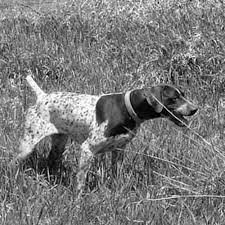The muzzle is somewhat squared, but the stop is not as defined as the pointer's, and, as a whole, the german short haired pointer's head is more moderate. German Shorthaired Pointer Dog Breed Information