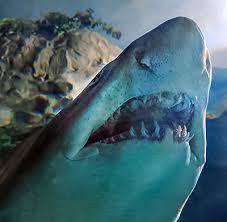 The distribution, morphology, and innervation of the ampullae of lorenzini in the hammerhead shark and other species. Sharks Rays Senses Seaworld Parks Entertainment