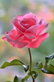 Pin By My Anh On 1 A File General In 2020 Beautiful Rose Flowers Rose Flower Pictures Rose Flower Wallpaper