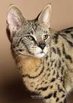 Savannah | International Cat Care