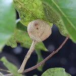 Image result for Khaya anthotheca