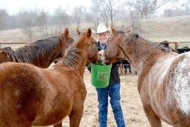 From donkey to cutting champion