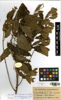 Image result for Vernonia thomsoniana