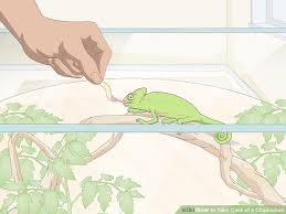 How To Take Care Of A Chameleon Chameleon Baby Chameleon Veiled Chameleon