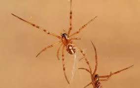 The venom from a black widow spider is poisonous. Can A 12 Year Old Survive A Black Widow Bite Quora