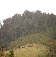 Image result for Peddiea rapaneoides