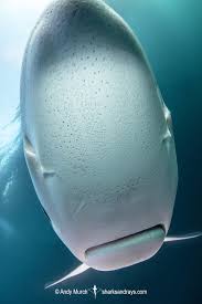 Be wicked, be naughty, come drink from my fountain: Biology Sharks And Rays