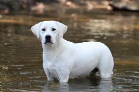 Contact us for puppy & stud service availability. Side By Side The Difference Between English American Labrador Retrievers Snowypines