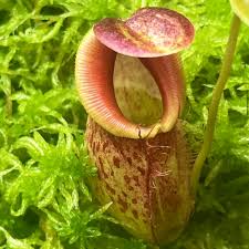 Image result for Nesaea spathulata