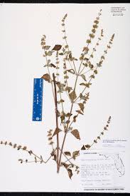 Image result for Cantinoa