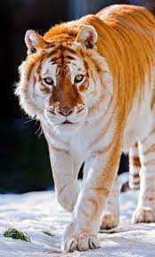 Golden Tabby Tiger Animals Golden Tiger Wild Cats