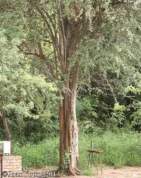 Image result for Balanites maughamii