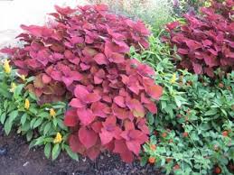 We did not find results for: Stop Rabbits From Munching On Your Garden With These Pretty Bunny Resistant Flower And Plant Picks Rabbit Resistant Plants Annual Plants Hgtv Garden