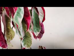 Image result for Excoecaria bussei