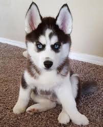 Husky Puppies For Sale Near Me Home