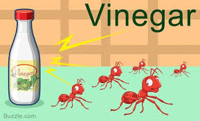 Home Remedies To Get Rid Of Ants Vinegar Bestpestcontrolsprayforhomes Homepestcontrolhowtogetrid Greenhomepestcontr Rid Of Ants Get Rid Of Ants Ants In House