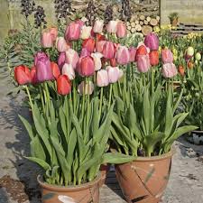 Was aber, wenn sie nicht blühen und nur blätter bilden? Wie Bringt Man Tulpenzwiebeln Durch Das Jahr Garten Ch