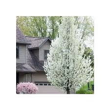 For better ant control solutions outdoors, plant mint around the soil bed or near the plants that are infested with ants. Cleveland Flowering Pear Naturehills Com