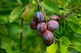 Image result for pruning plum trees