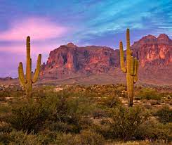 Jewelry designer @bellrock_inspiration lifestyle ceramic⋆cactus ⋆flowers ⋆plants rosie the vizsla. The Decline Of The Saguaro Earth Com