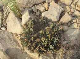 Image result for Hereroa glenensis