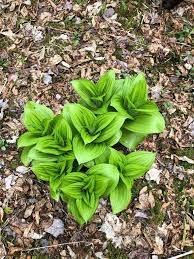 Check spelling or type a new query. Looks Like A Wild Hosta What Is It Located In The Great North Woods Nh Whatsthisplant Hostas Plant Images Plant Pictures