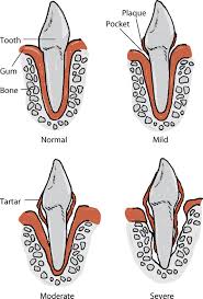 Dental Development Of Dogs Dog Owners Veterinary Manual