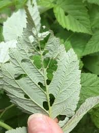 I have only paid attention when i saw my indian stick bugs eat ficus. Can Raspberries Have Worms