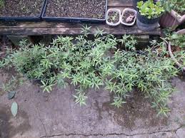 Image result for Zornia