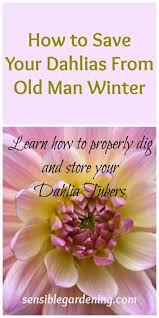 Learn How To Properly Dig And Store Your Dahlia Tubers With Sensible Gardening Dahlia Winter Vegetables Gardening Gardening For Beginners