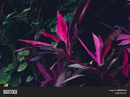 Tropical plant nature green exotic jungle leaf palm leaves summer. Close Tropical Plants Image Photo Free Trial Bigstock