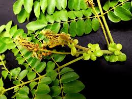 Image result for Guilandina bonduc