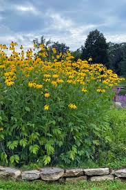 Image result for Rudbeckia laciniata