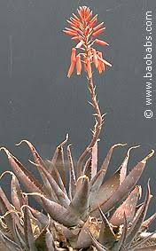 Image result for Aloe aculeata × globuligemma