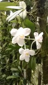 Image result for Aerangis hologlottis