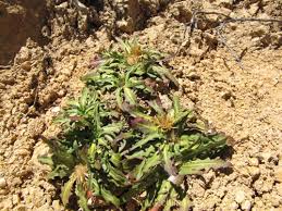 Image result for Hypochaeris