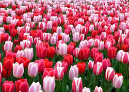 Unless we have a very harsh winter, we can expect blooming throughout the winter, with a robust flush of blooms beginning. Top Quality Flower Bulbs At Wholesale Pricing Dutchgrown