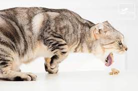 Mi Gato Vomita Por Que Las 8 Causas Mas Comunes Feelcats Gato Vomitando Gatos Gato Saludando