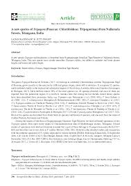 Image result for Tripogon