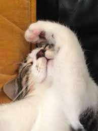 We Could Use A Shade On That Window Cat Nap Cats Cat Life