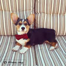 I hold licenses as a breeder in kansas and for take a look at the pups currently available or look through the photo gallery to see pictures of these playful and adorable dogs. Tucker The Pembroke Welsh Corgi From San Antonio Tx Corgi Dog Bowtie Pup