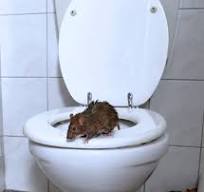 Ratte in der Toilette? Das können Sie tun! - Ökologisch ...