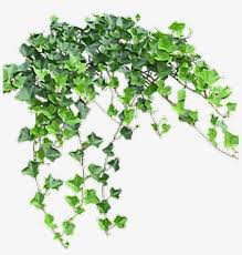 With canva pro, simply choose png, then click the box extract the best part of an image or logo or update the background with something different. Vine Sticker Transparent Background Ivy Png 1024x1024 Png Download Pngkit