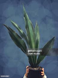 Image result for Sansevieria dawei