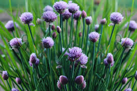 Maybe you would like to learn more about one of these? 17 Beautiful Edible Landscaping Plants